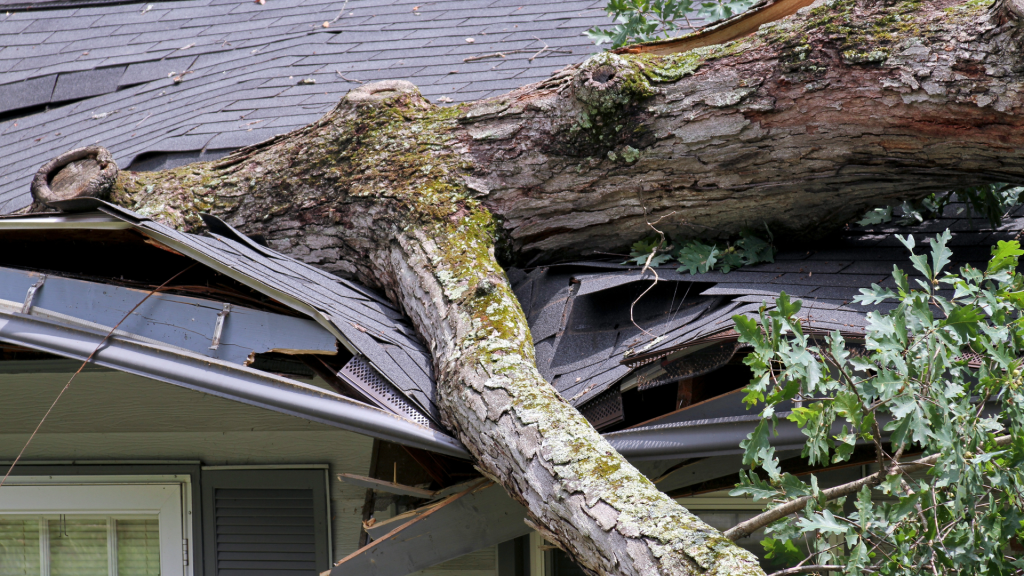 A tree lays on the roof of a home and has crushed part of the roof after a storm. Construction dumpsters are needed to handle the debris. 